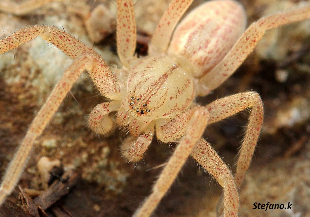 Micrommata virescens - Carso Triestino (zona S. Croce)